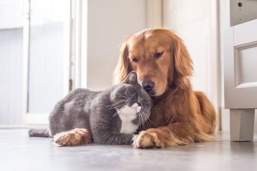 eläinlääkäri koirille ja kissoille